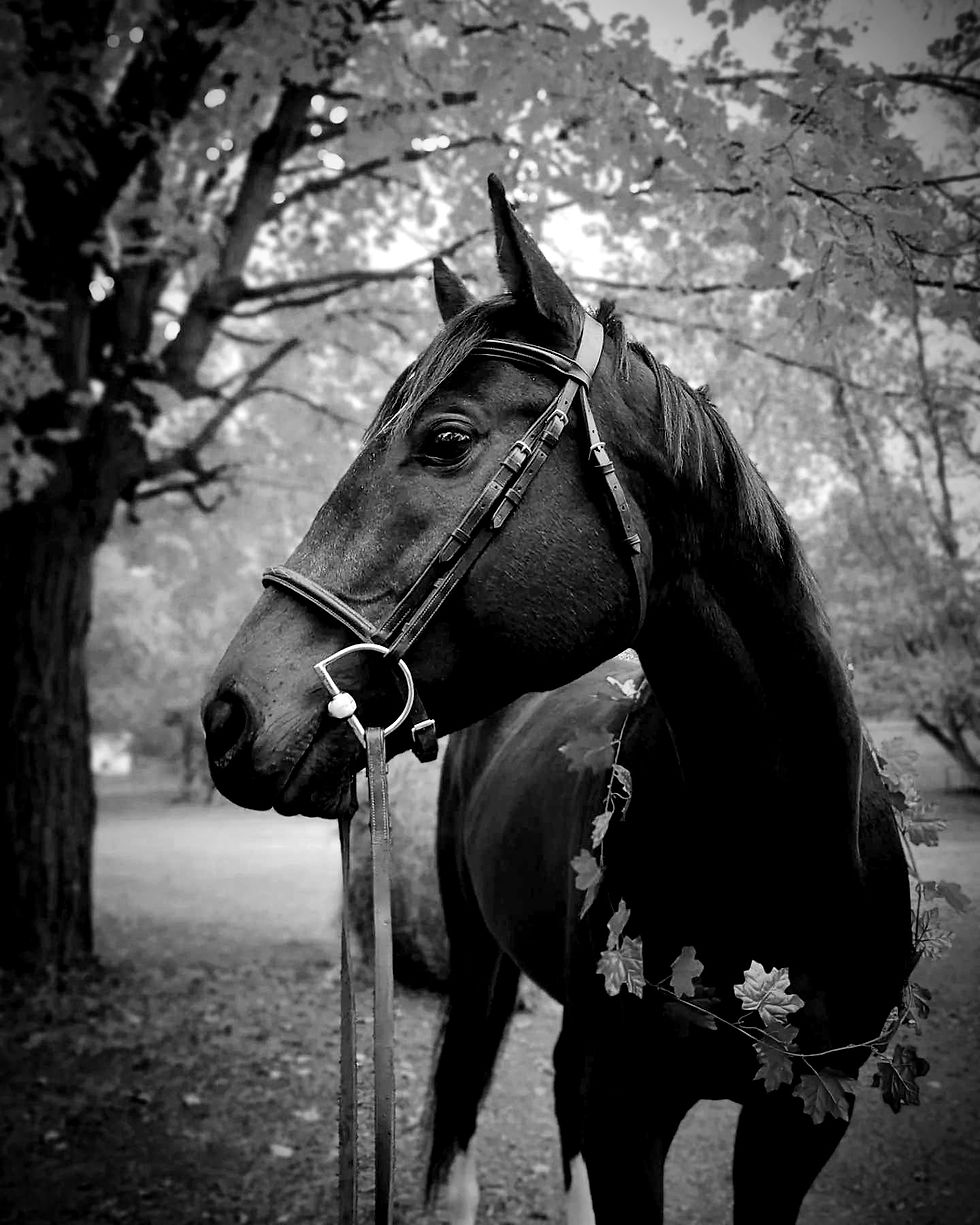 horse show online