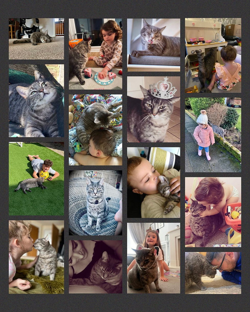 Joyful pets, having clinched victories in the Online Pet Showing competitions, eagerly await their awards.