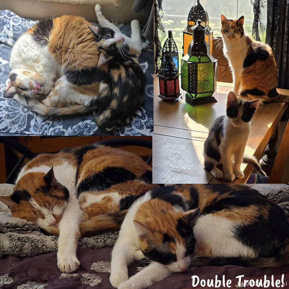 Joyful pets, having clinched victories in the Online Pet Showing competitions, eagerly await their awards.