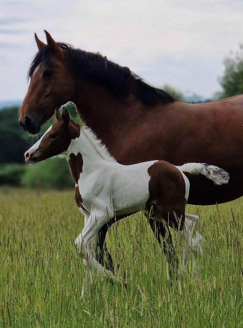 online horse show winner