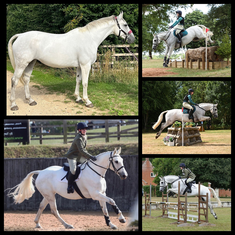 horse show online