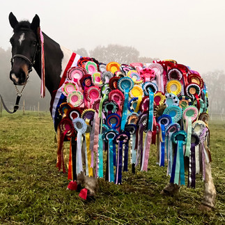 horse shows online 