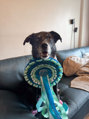 July 2026 Online Pet Show Results | Winners