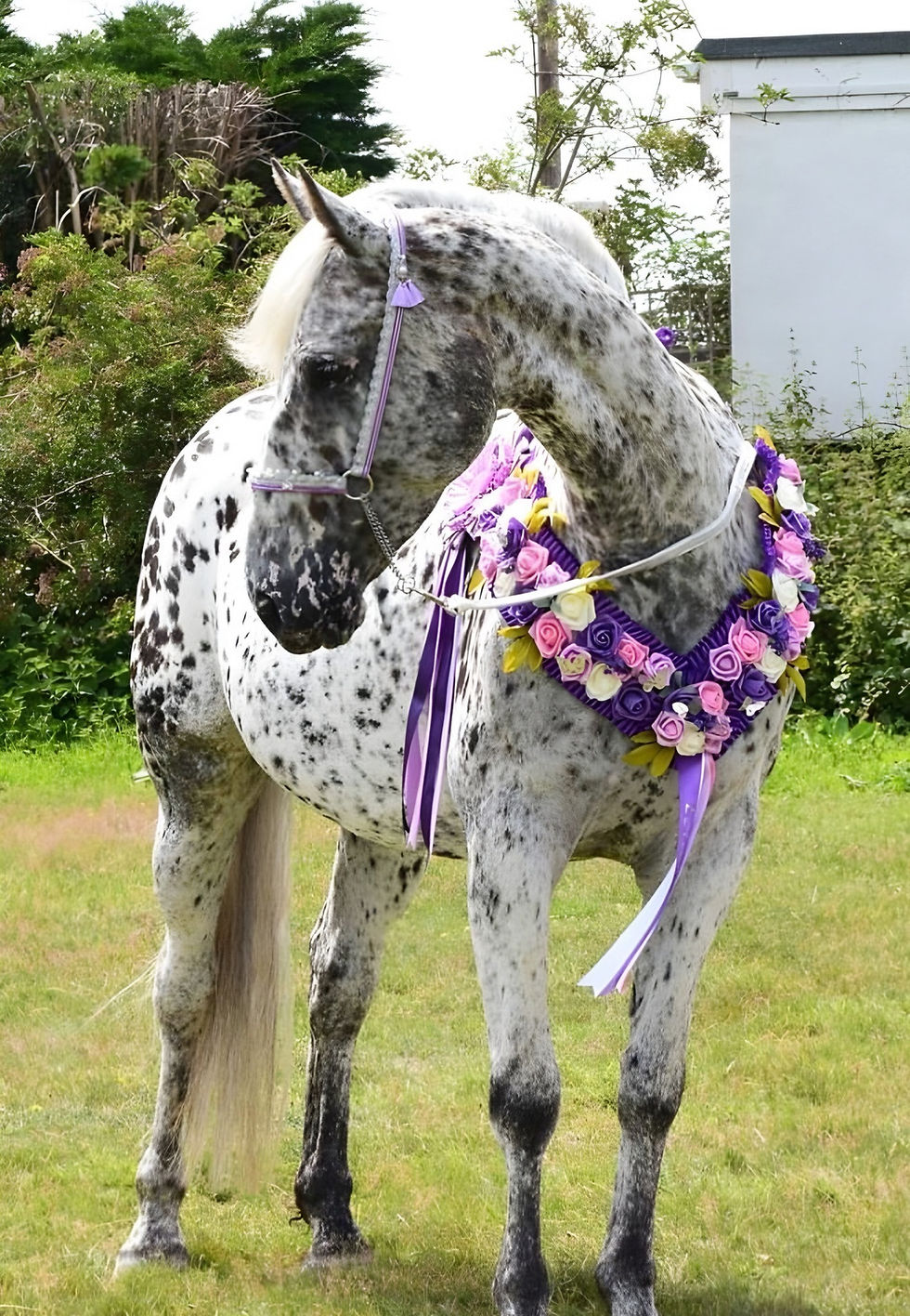 horse show online