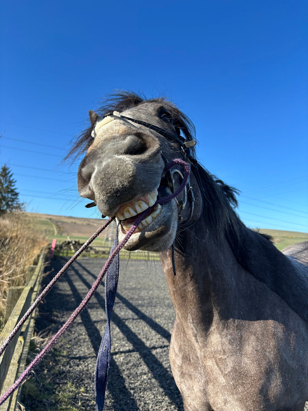 horse show online