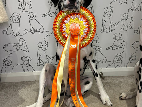 Online Pet Showing: September 2024 Results