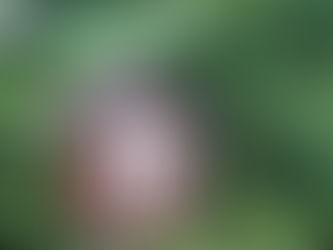 Rennsteig-Höhenwanderweg