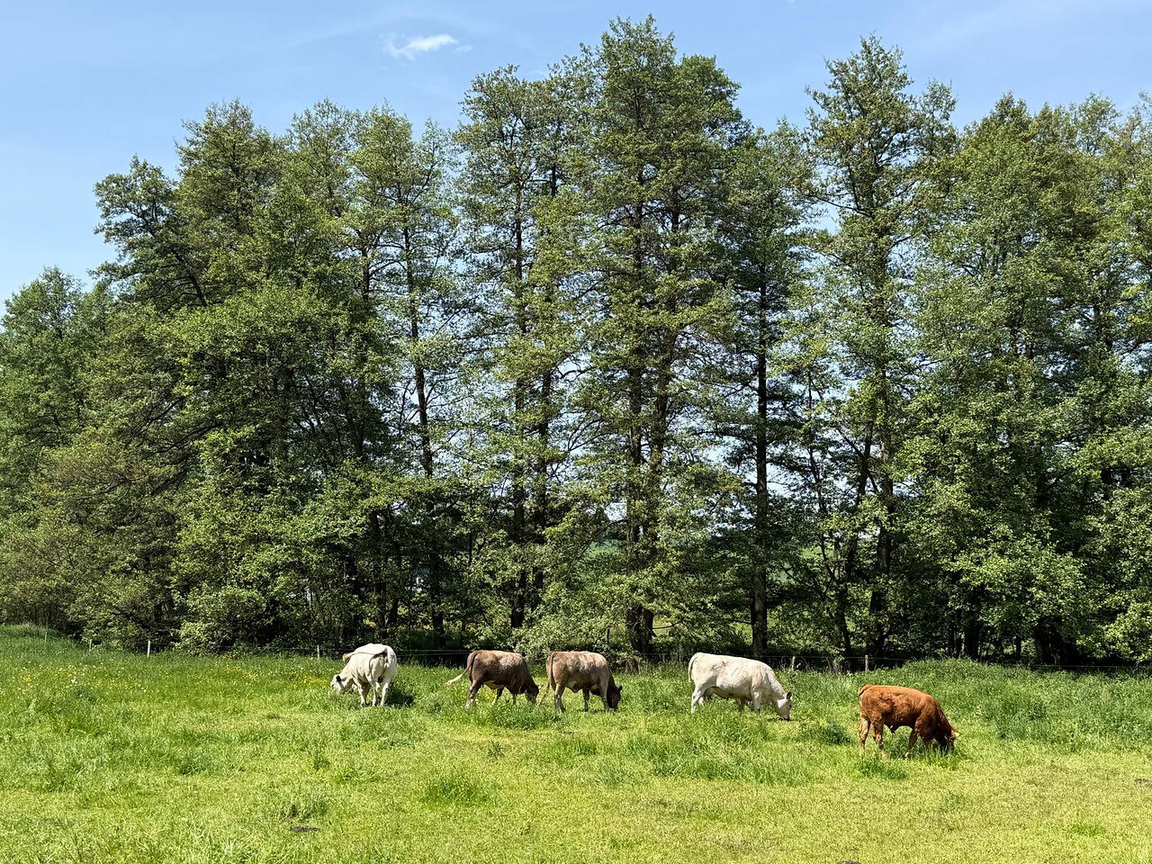 Kuhherde am Haseltal-Radweg