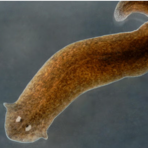 Masters of regeneration - Planaria
