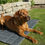 Thumbnail: Dog Mat 120 x 80 cm Dog Blanket, OEKO-TEX Cotton, soft, robust, washable
