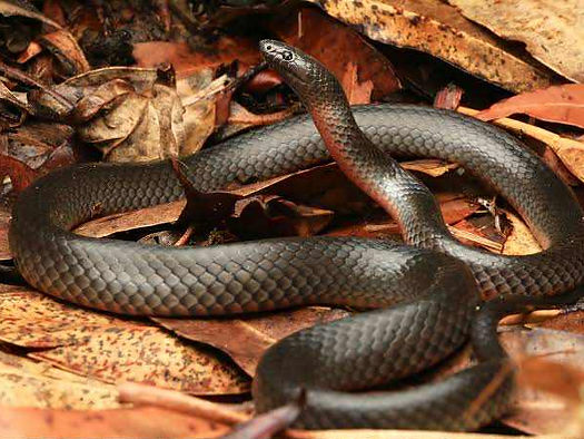 Eastern small-eyed snake Cryptophis nigrescens.jpeg