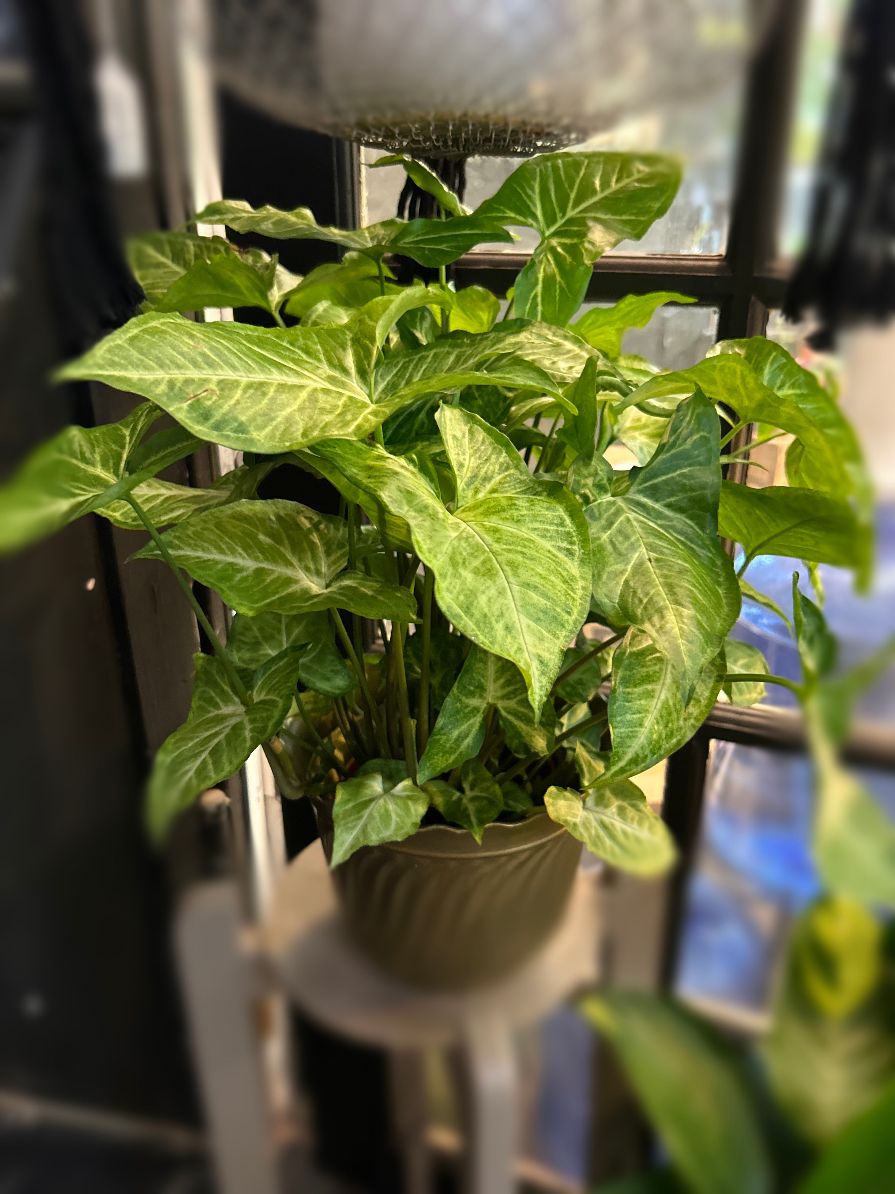 6in Syngonium White Butterfly 