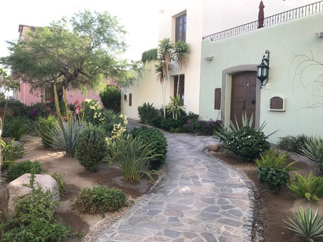 Stone path winds through a lush desert garden to a cream stucco house with a brown door and lantern, calm and tidy.