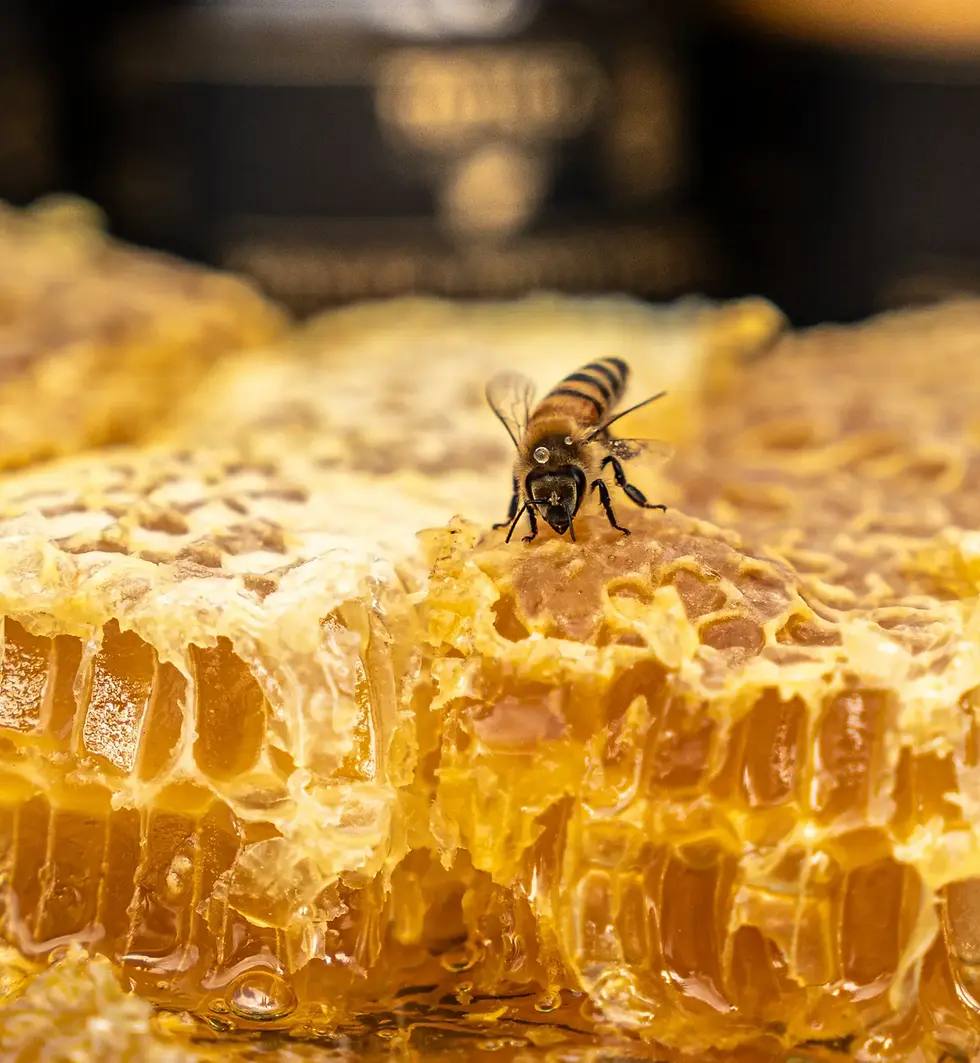 Boutique de miel de la Baie des Îles - Totika Health_