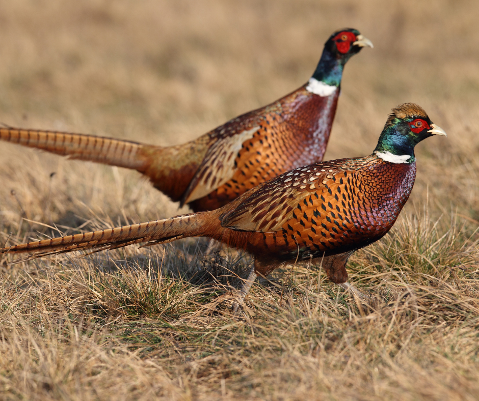 RINGNECK PHEASANT