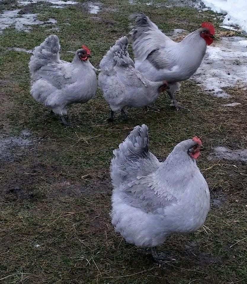LAVENDER ORPINGTON FAMILY FLOCK