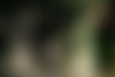 Casal decide comemorar 70º aniversário de casamento de uma maneira incrível!