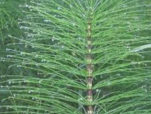 Horsetail   