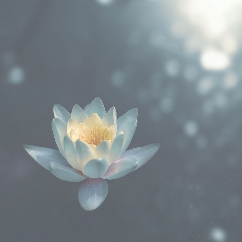 Lone Water Lily