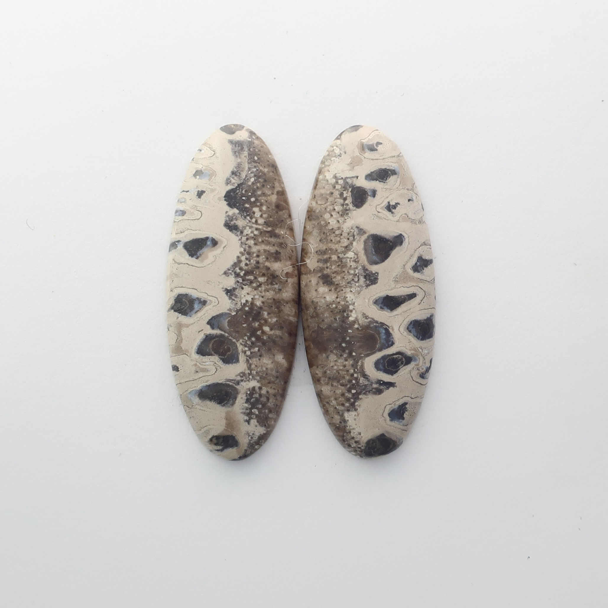 INF: #3 (CAB) Indonesian Fossilized Coral, Pair (GG)