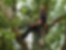 Tree-Trimming-Arborist.jpg
