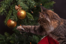 Que faire de son sapin après les fêtes ?