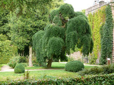 Tout Savoir sur le Sophora du Japon