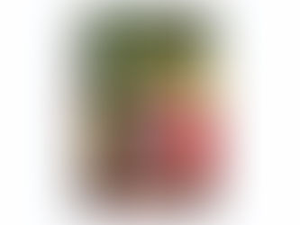 ✨The Christmas Pig