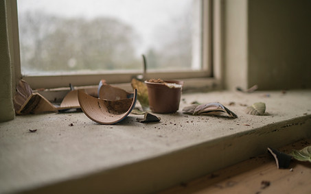 Colour photograph of a windowsill with broken pot plants.
