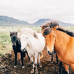 Icelandic Horses