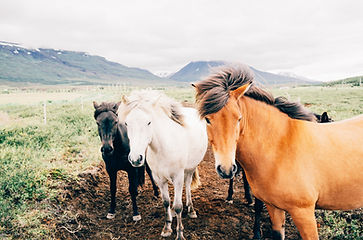 Horses In Meadow