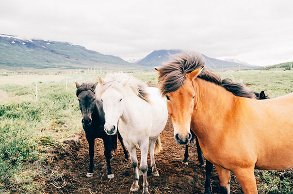 Icelandic Horses