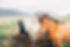 Horses In Meadow