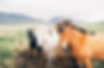 Icelandic Horses