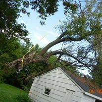 Emergency Tree Removal Services in Minneapolis: What You Need to Know