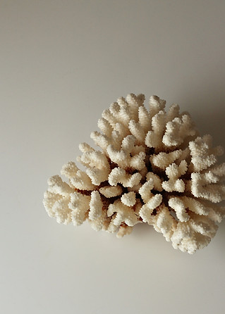 Coral.jpg