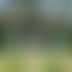 Die SGR wünscht allen ein Frohes Ostern!🐣 💚🤍