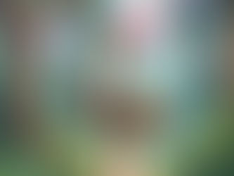 Gizemli Pamuk Şeker Ormanı