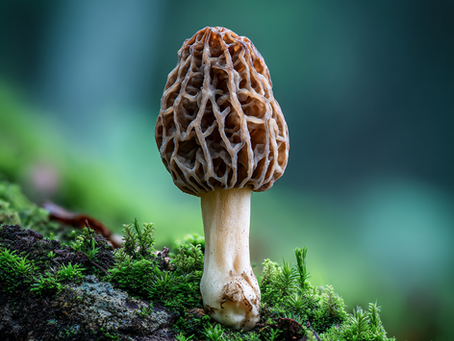 Morchella