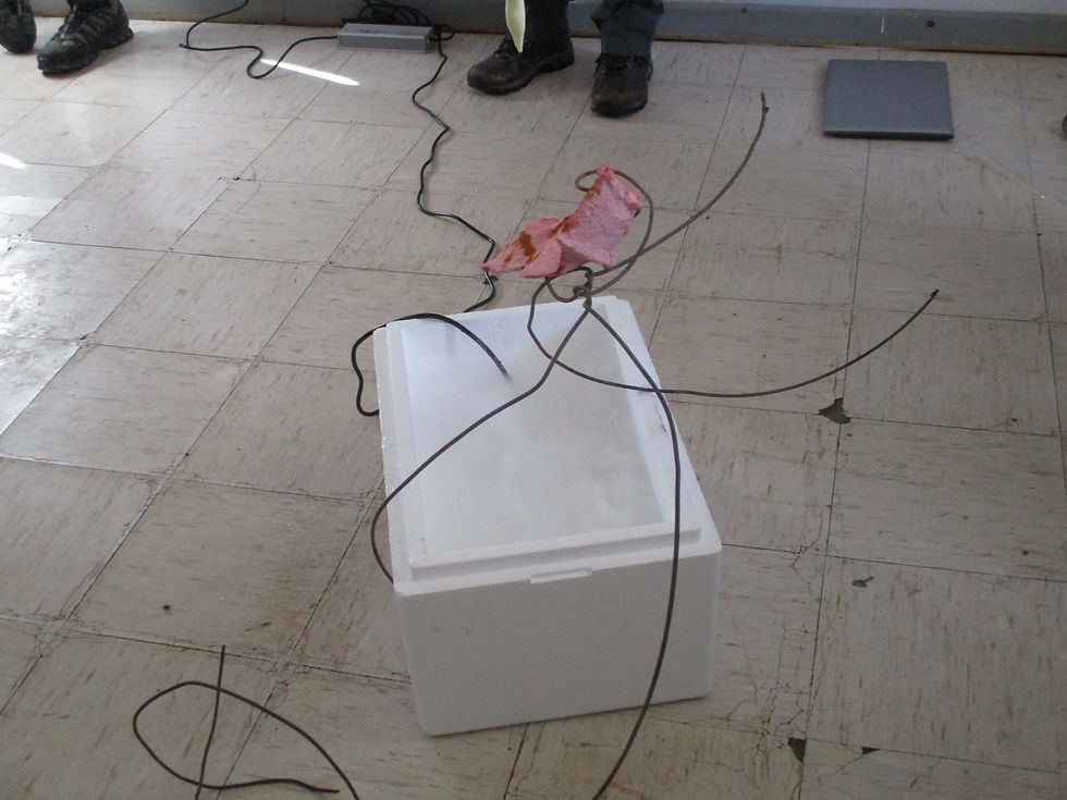 Kate Power (Glasgow, Écosse)