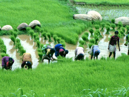 Where is rice native to?