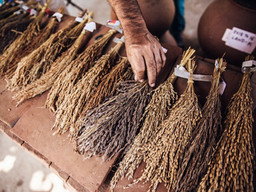 Foods mentioned in ancient Indian scripture