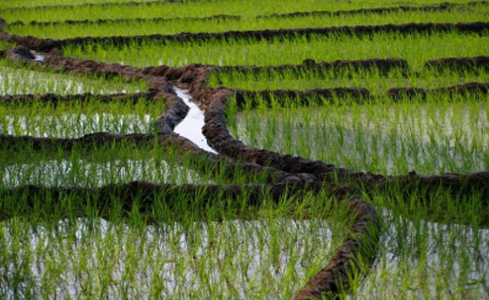 Indian farming