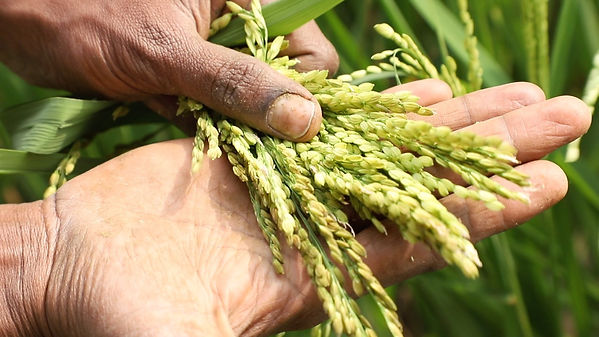Veda Bharat Natura Farming