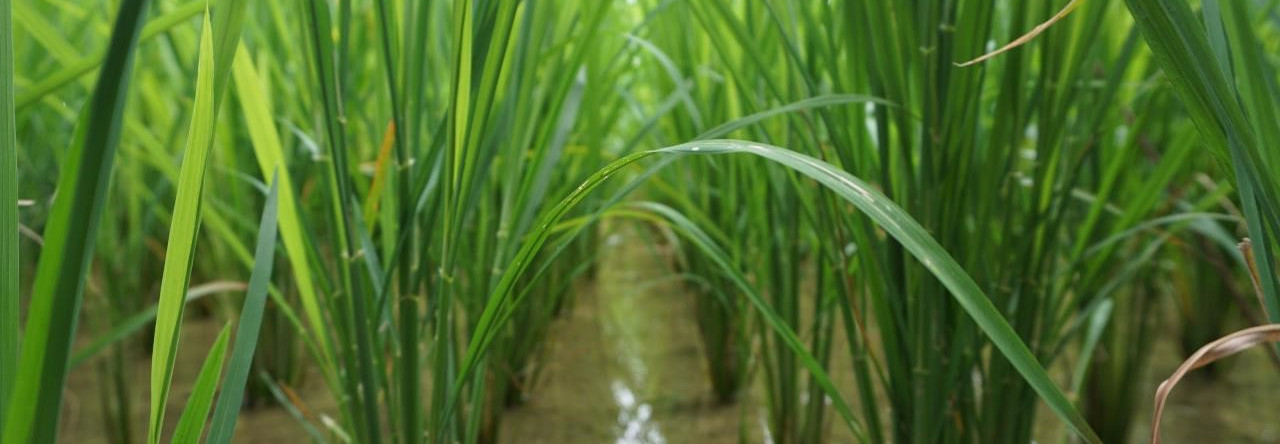 Rice Picture.jpg