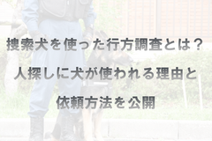 捜索犬を使った行方調査とは？人探しに犬が使われる理由と依頼方法を公開
