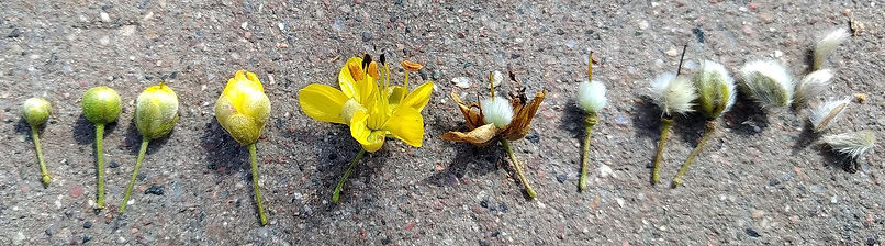 chaparall by drunk bicyclist.jpg