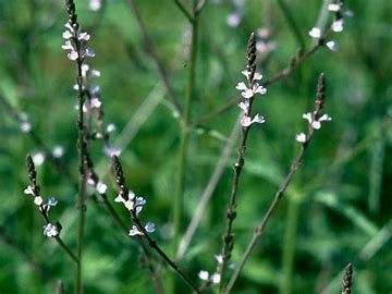 Vervain 1.jpg