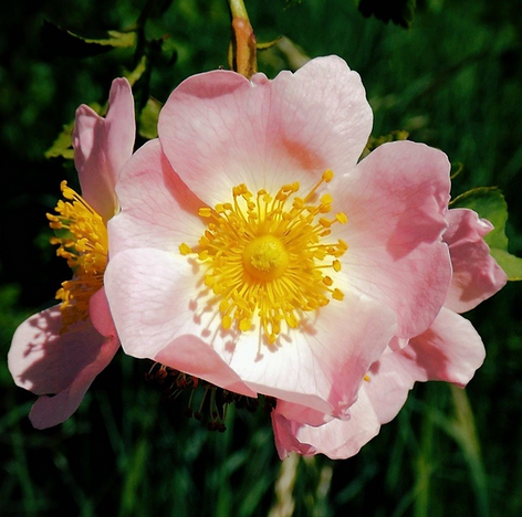 Wild_Rose_--- from Freedom flower site.png