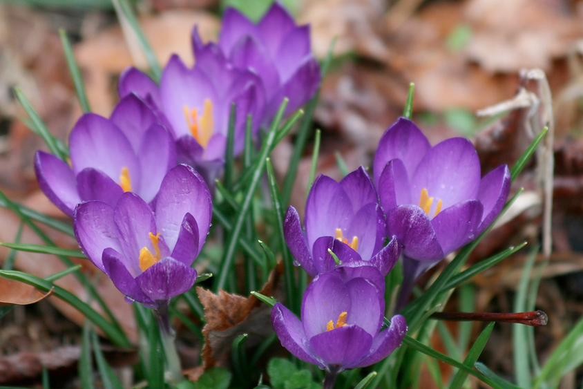 Crocus.png